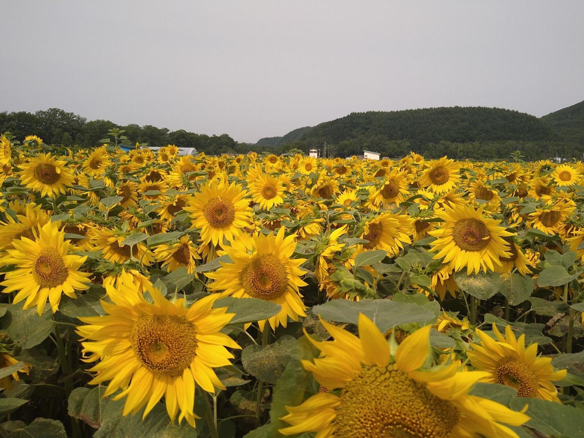 Sea Side Stay / Vacation Stay 1785 Abashiri Zewnętrze zdjęcie